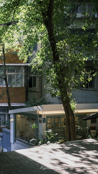 建筑物前面有一棵大树的庭院