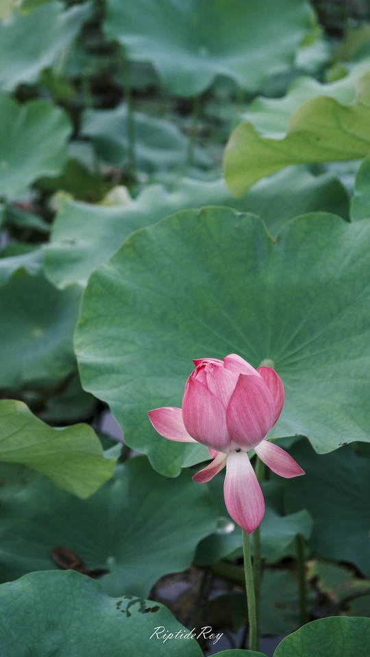 绿叶池塘里的粉红色莲花
