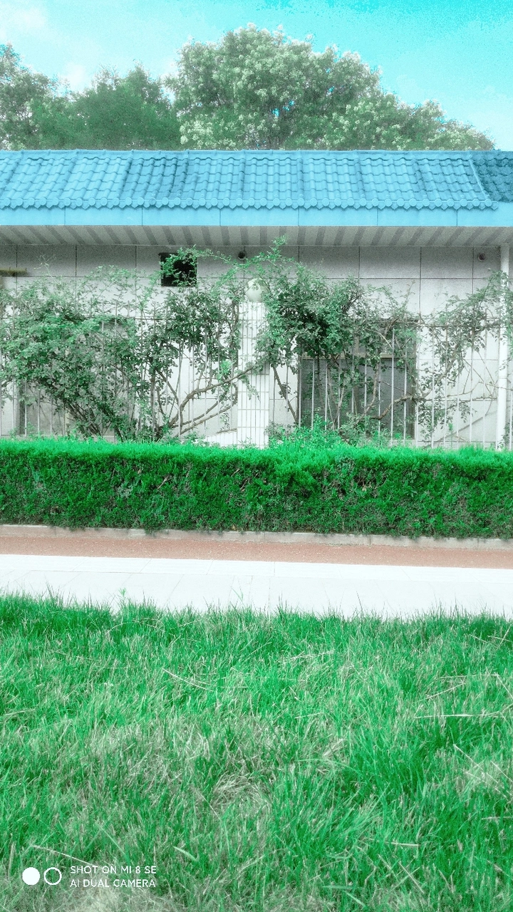 绿色心情