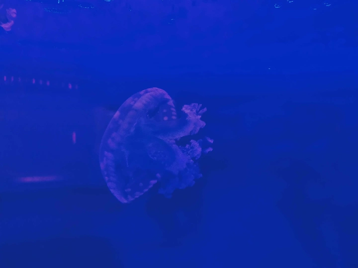 畅游