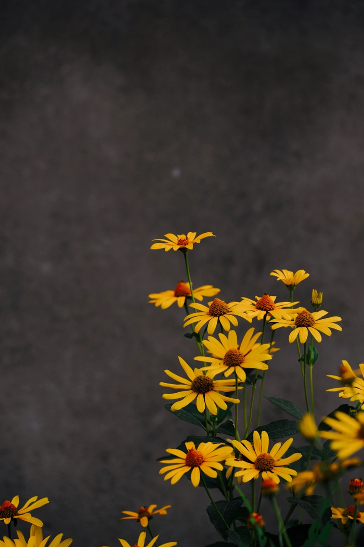 那些花儿