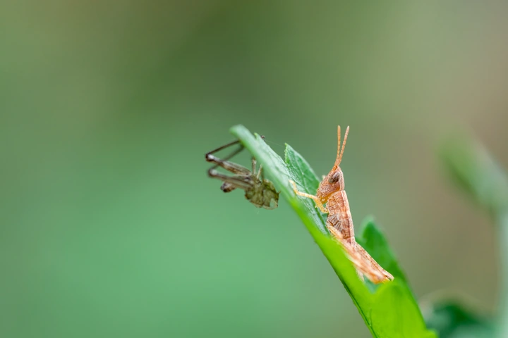 昆虫世界