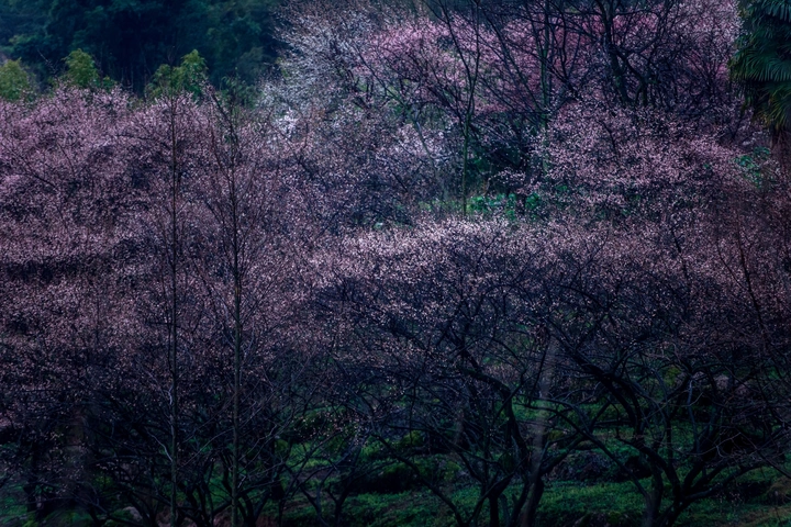 大坪山梅花