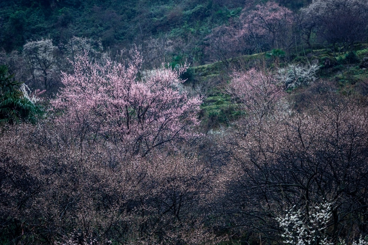 大坪山春色