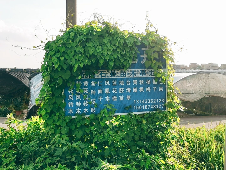 低涌的盛夏