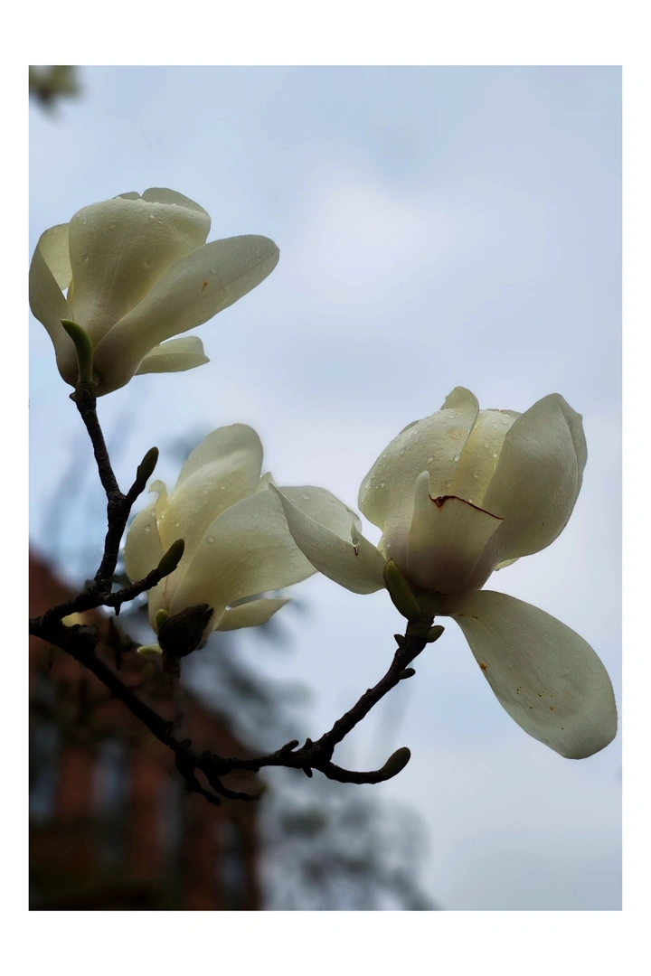 玉兰花开