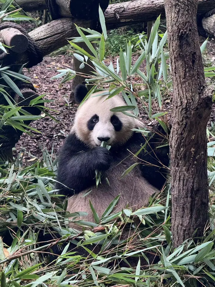 熊猫谷之旅