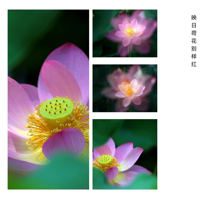 《荷花》-2023