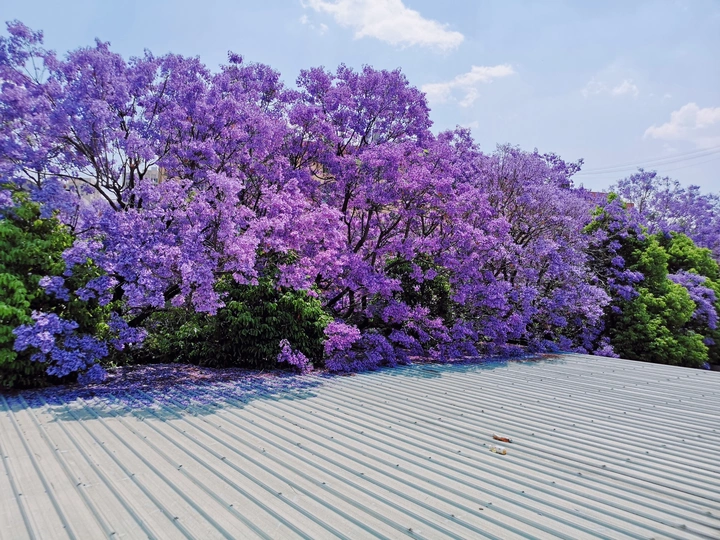 蓝花楹
