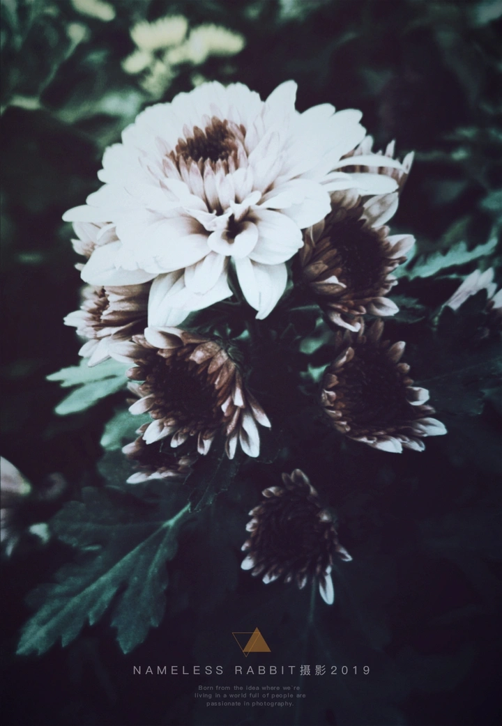 菊
