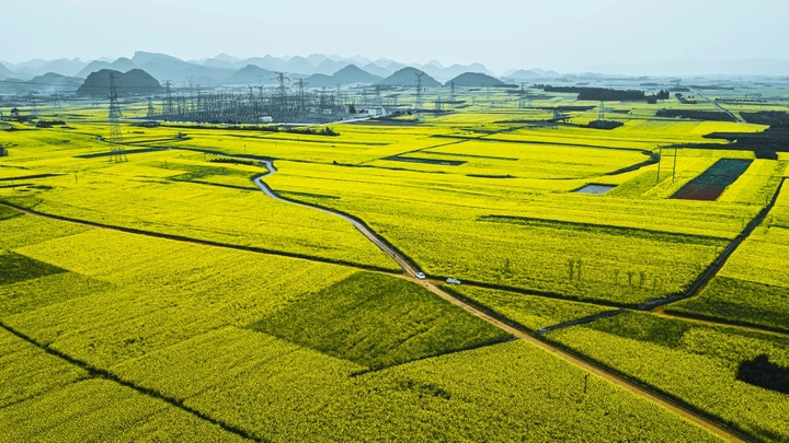 油菜花开