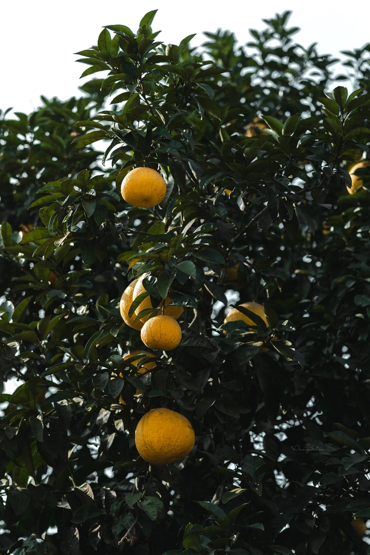 果实