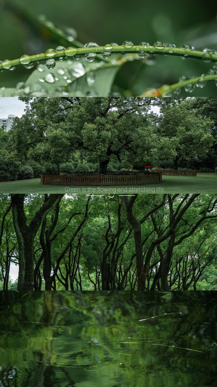 雨季🌿绿野仙踪·是iNFJ喜欢的氛围感呀