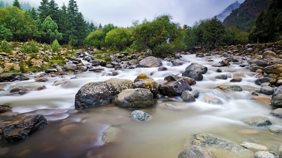 a river flowing through a forest with rocks in the