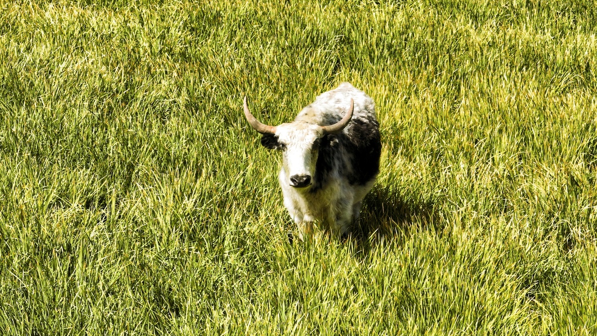 一头长角的母牛站在草地上
