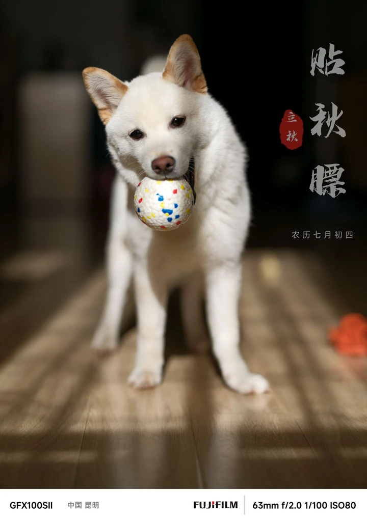 立秋 小狗啃骨头