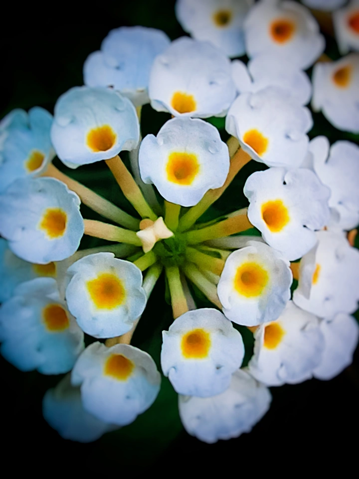 花花特写镜头