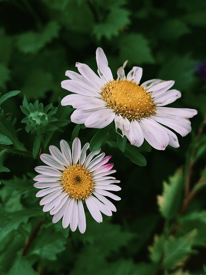 缤纷翠菊