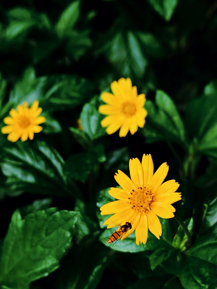 小黄花蟛蜞菊