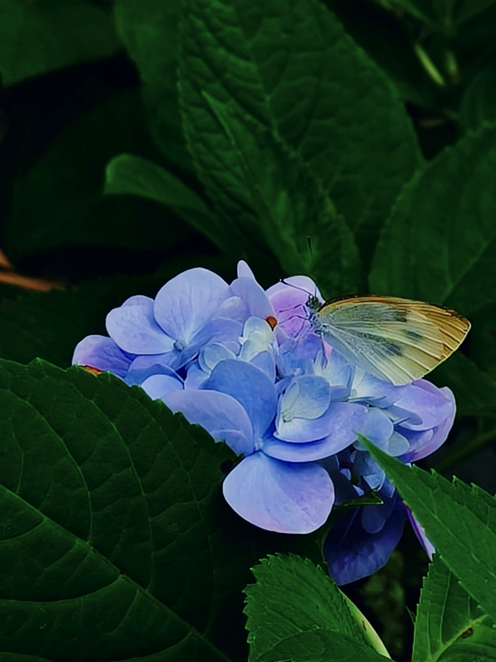 绚丽多彩绣球花