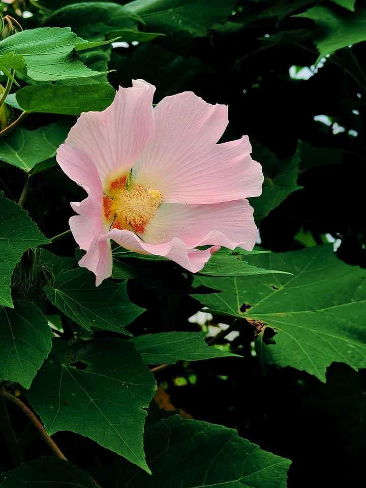 粉色治愈木芙蓉