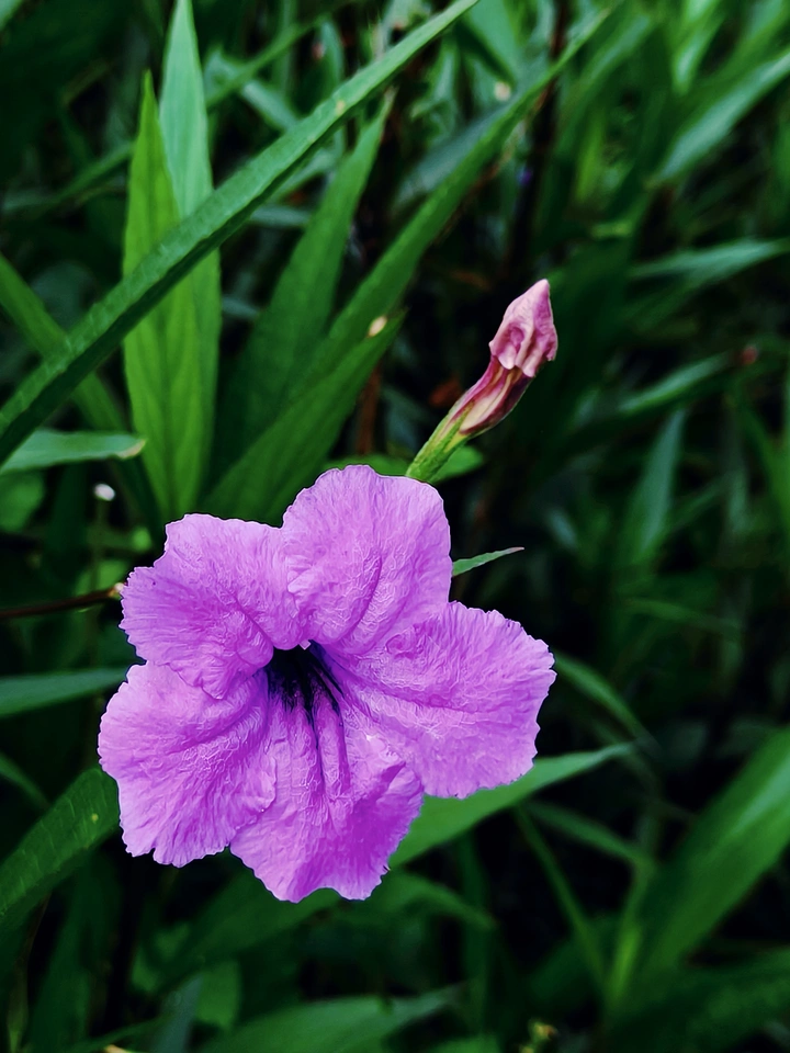 夏日蓝花草