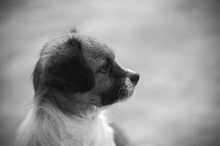 护家的田园犬