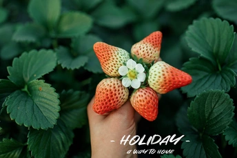 一个人手里拿着草莓 背景有一些植物和花。