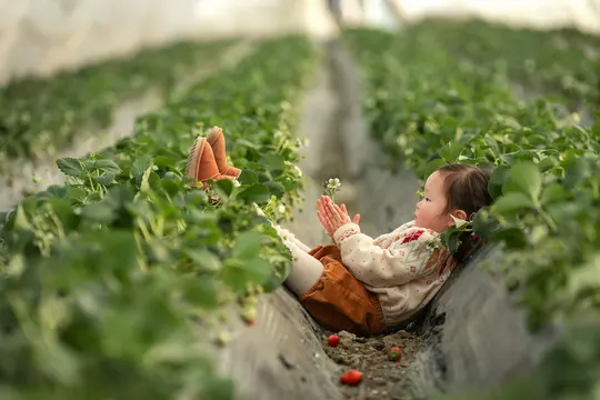 一个小女孩坐在草莓地里 正在摘草莓 而一个妇女在背景里摘植物。