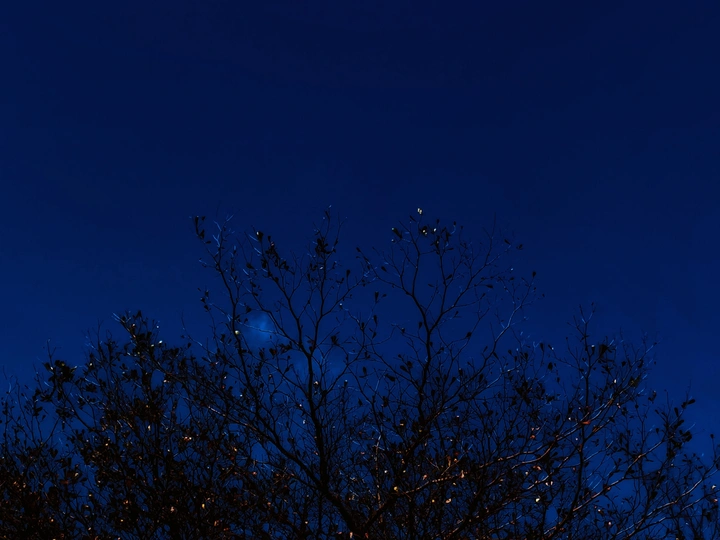 萤火之夜，流光之溯