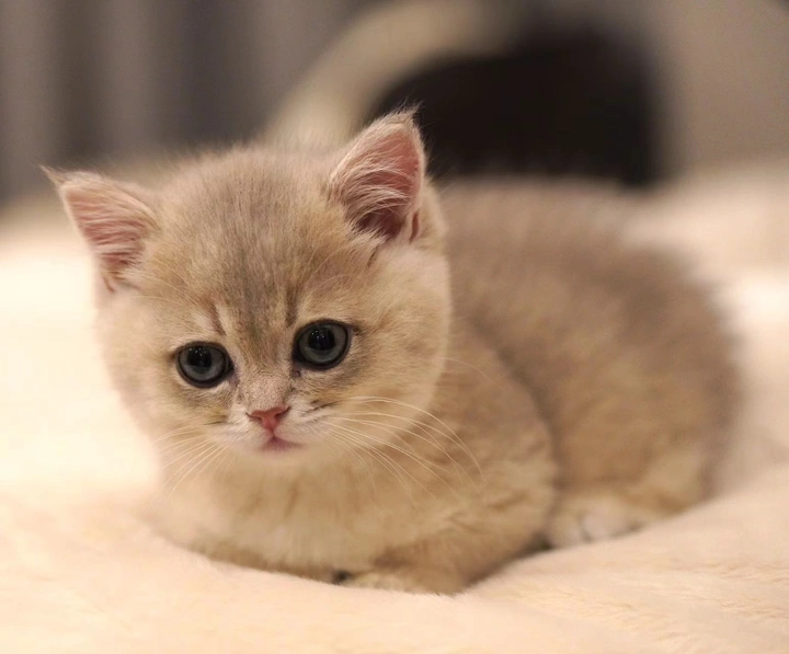 猫咪特写