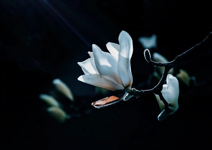 花儿含苞待放