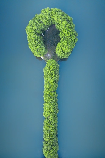 一张绿色的花椰菜灌木长成钥匙形状的照片