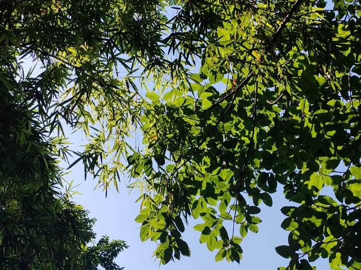 晴