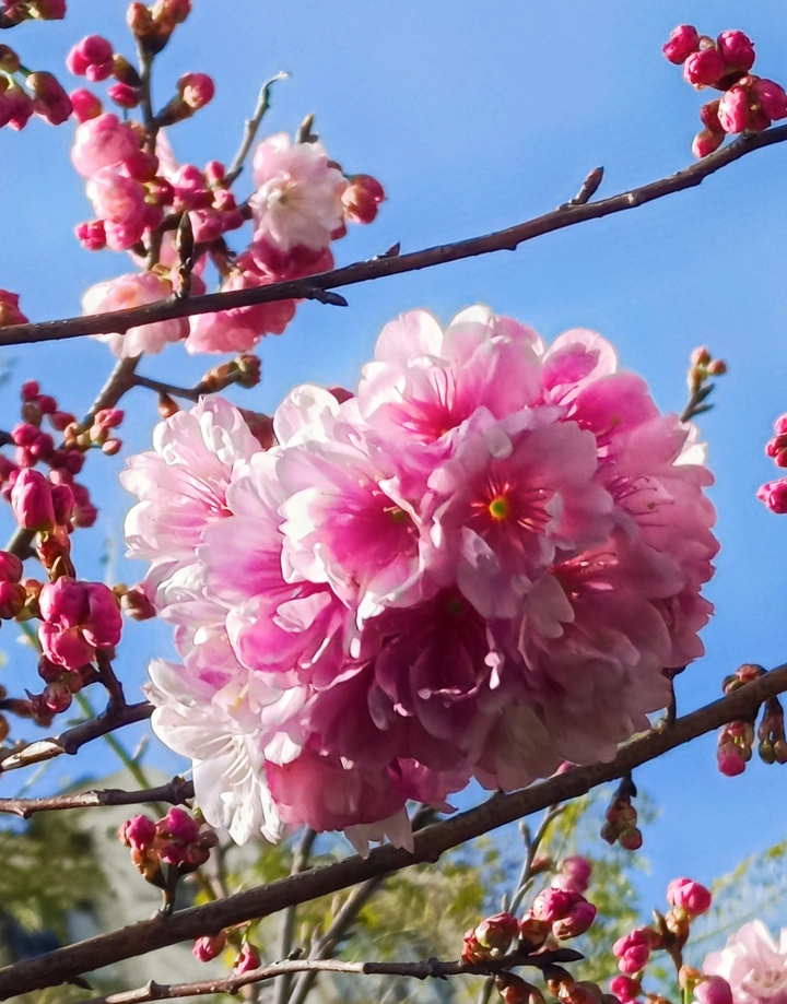 早春樱花盛开
