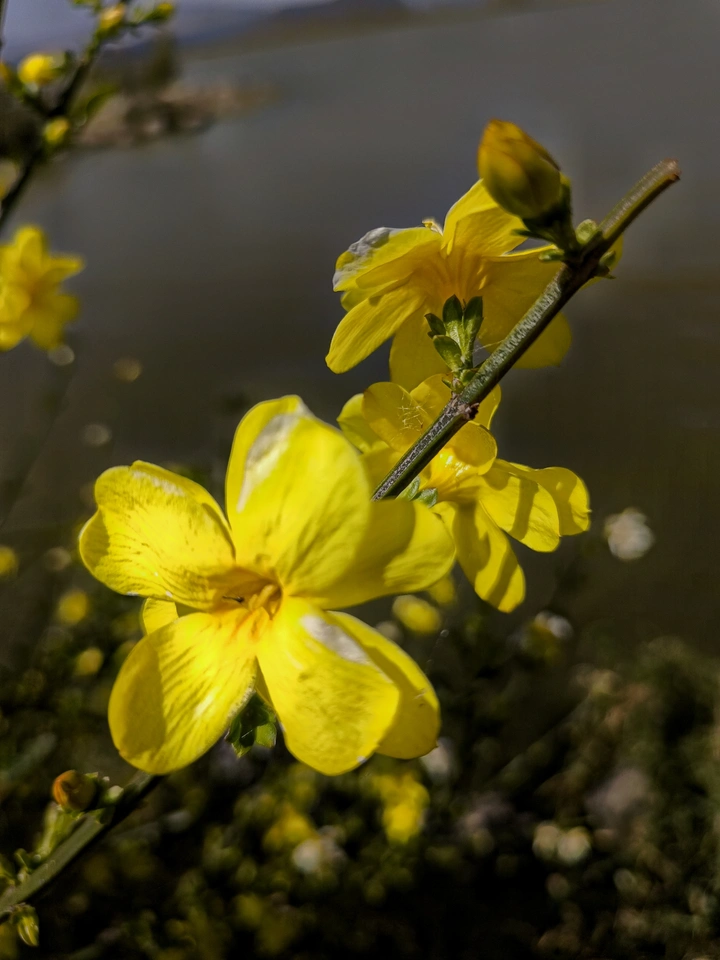 迎春花
