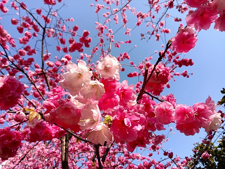 樱花