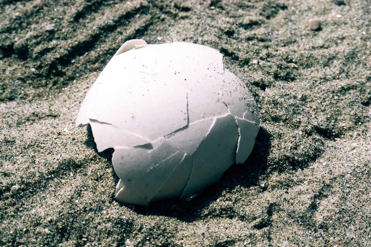 沙滩上沙子里的碎鸡蛋