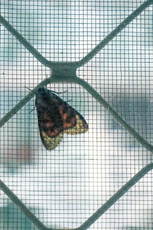 挂在纱门上的蝴蝶