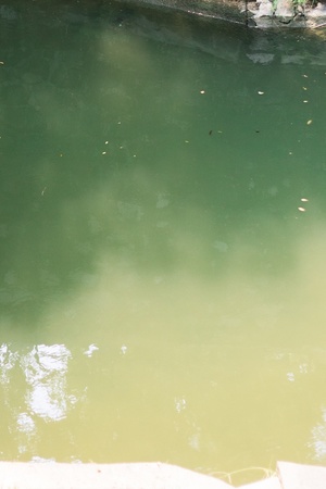 一片绿色的水域 里面有鱼