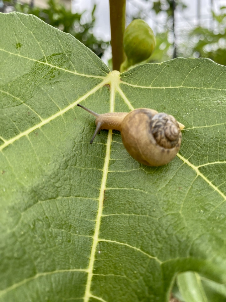 蜗牛