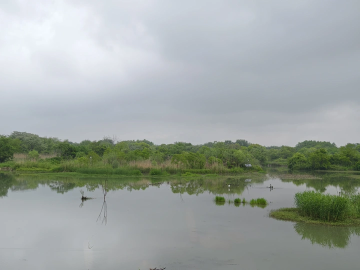 下雨前的西溪湿地