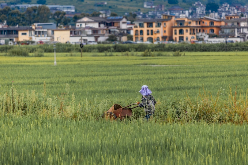 一位在绿草地上工作的女性 前景中有一头牛在走。