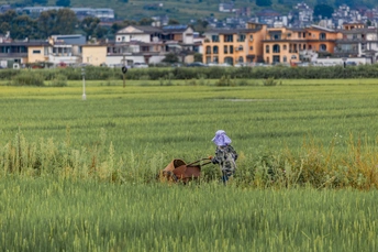 一位在绿草地上工作的女性 前景中有一头牛在走。