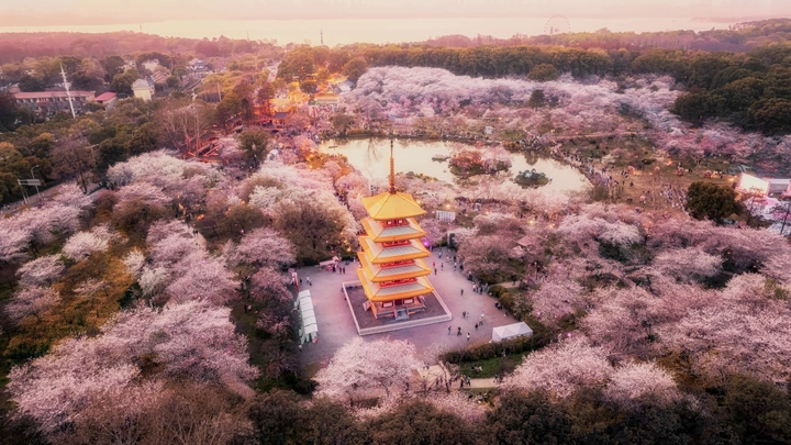武汉樱花园航拍