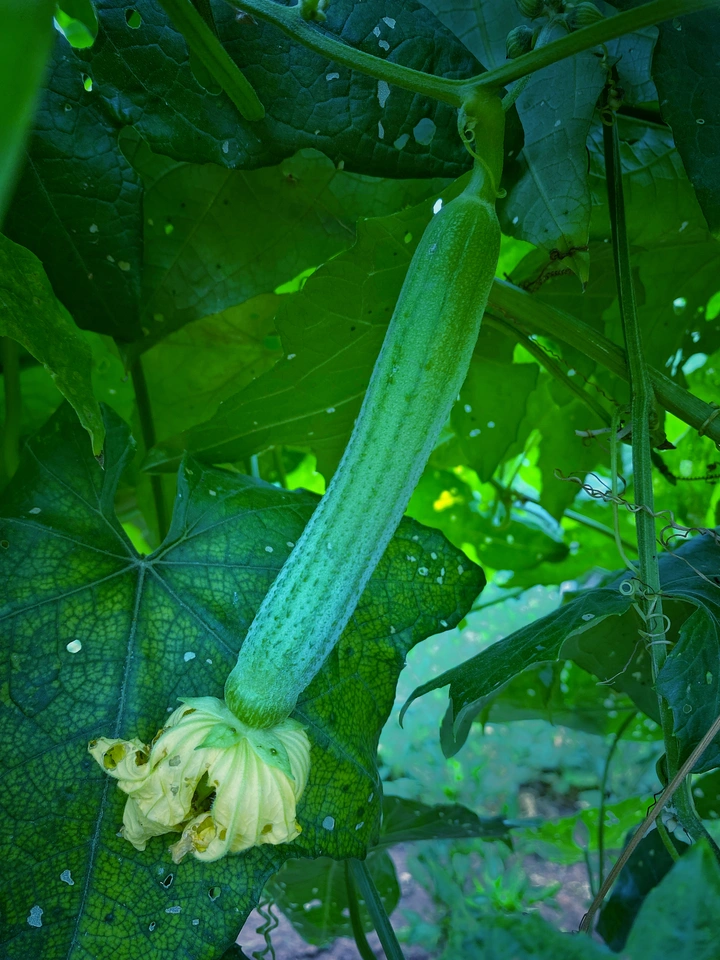 婆婆的菜园