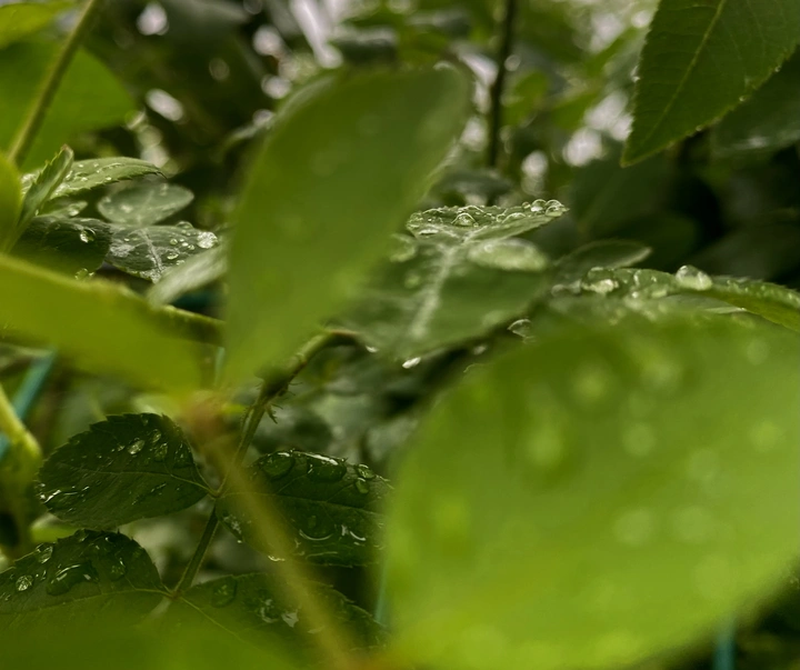 雨后的树叶