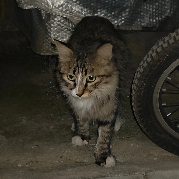 被丢掉的小猫