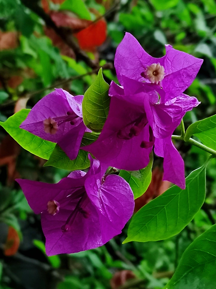 叶子花开