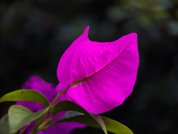 叶子花